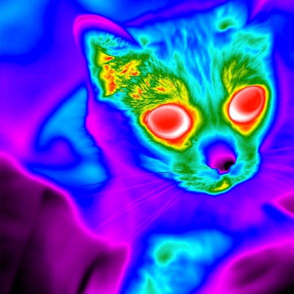 cat-in-infrared