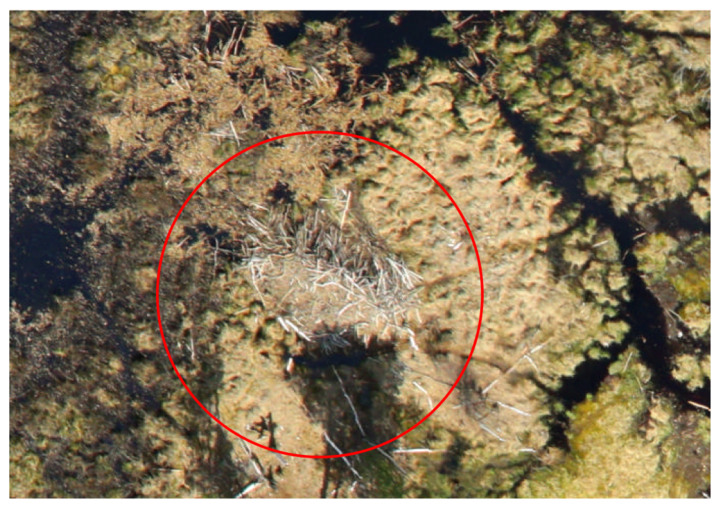 10_боброва хатка