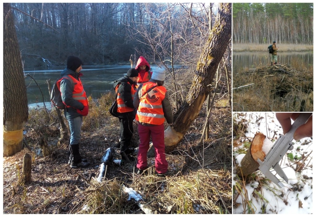 2_облік бобрів